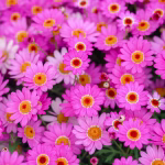 It's Time to Order Your Colleen Pink Daisies