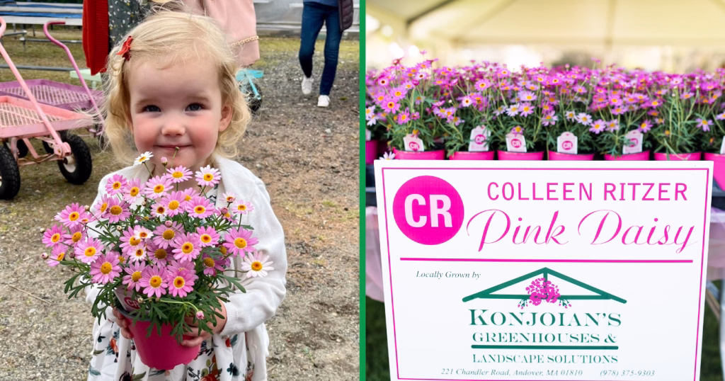 A toddler holds a pink pot of pink daisies next to a sign for Colleen Ritzer Pink Daisy grown by Konjoians Greenhouses & Landscape Solutions.